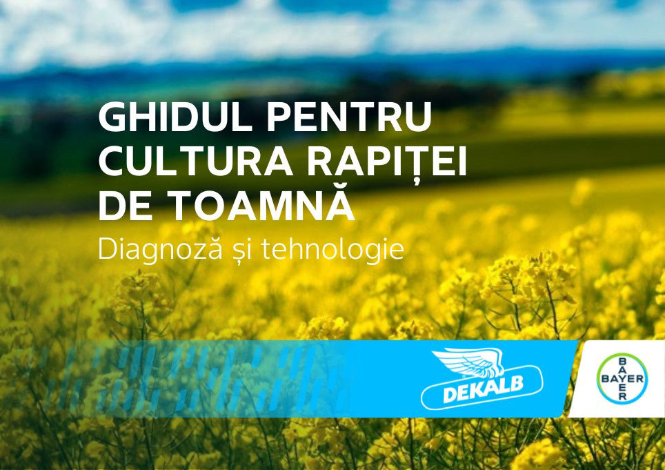 Ghid practic pentru cultura rapiței